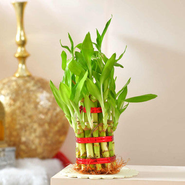 Birthday Sweet Luck Combo